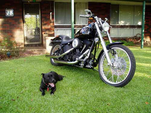 Misty and Harley Davidson.